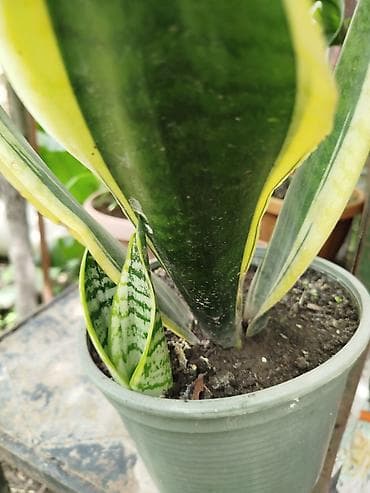 сапон: Сансевиерия (лат. Sansevieria), известная также как «щучий хвост» или — 2