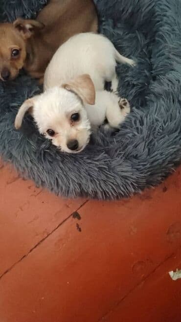 продажа щенков немецкой овчарки в бишкеке с документами: Отдаю в добрые руки собачек, помесь той терьер и керн терьер только — 1