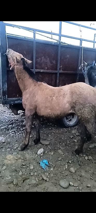 телята симентал: Продаю | Жеребец, Жеребенок | На забой — 1