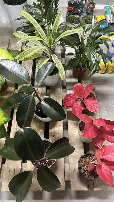 диффенбахия: Внимание!💥💥💥💥💥акция🔥🔥🔥акция🔥🔥🔥акция🔥🔥🔥все цаеточки по 500 — 2