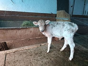 Продаю | Музоо, торпок