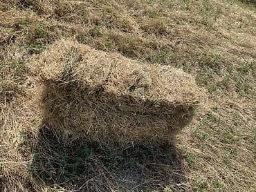 ат баши: Разнотравье в тюках( разнотравье и клевер) - Заготовлено на открытом — 3