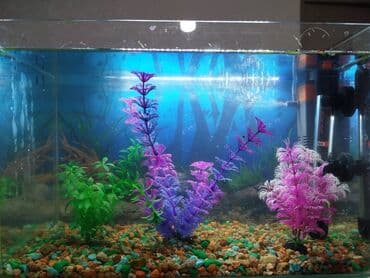 форель живая: Продаю готовый аквариумный комплект с оформлением В подарок рыбки — 10