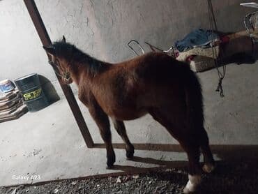 домик для животных: Продаю | Жеребенок | Рабочий — 1