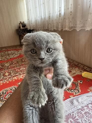 хомяк домашний купить: Скотиш Фолд (Шотландская вислоухая), 1 месяц, Девочка, Голубой, Приучена к лотку — 2