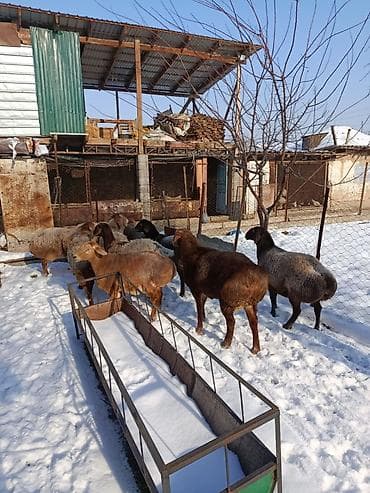 каракол ит базар: Сатам | Ургаачы кой (ургаачы) | Көбөйтүү үчүн | Ургаачы — 3