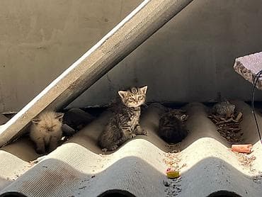 отдаём: Отдам в добрые руки котят и маму-кошку!🌸 На фото — вся семья: мама и 4 — 9