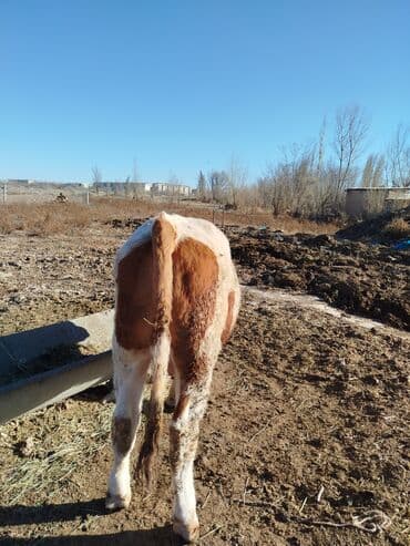 бультерьер щенки: Продаю | Бык (самец) | На откорм, Для разведения — 2