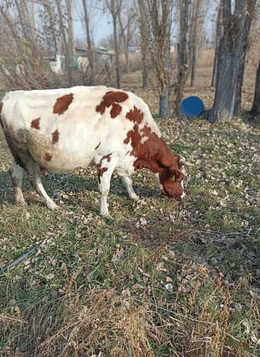 возьму собаку в хорошие руки: Продаю | Корова (самка), Музоо, торпок | Алатауская — 1