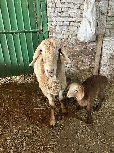 продаю щенков немецкой овчарки: Продаю | Овца (самка) | Арашан | Для разведения | Ягнившаяся — 2