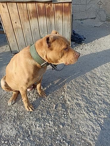 тайган собака цена бишкек: Питбуль, 1 жаш, Ургаачы — 3