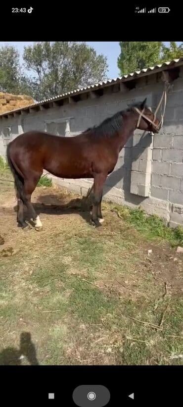 Иттер: Сатам | Байтал | Жумушка — 3