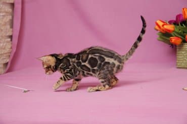 новорожденные котята: Дорогие друзья долгожданный помет . Бенгальские котята .от самых — 6