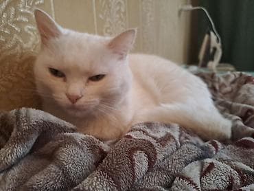пушистые: Белая домашняя кошка с короткой густой шерстью и светло‑зелёными — 2