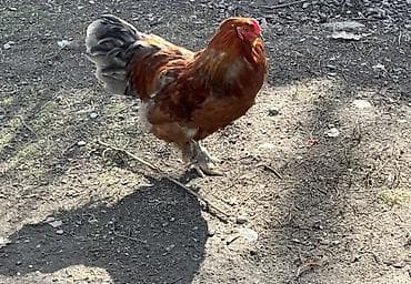 продам курей: Продаю | Петух | Для разведения — 5