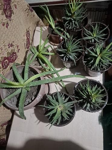 aroy d: Продаю комнатные цветы — 2