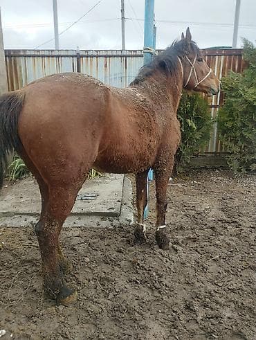 ит аттары: Сатам | Жылкы (эркек) | Жумушка | Асыл тукумдуу — 5