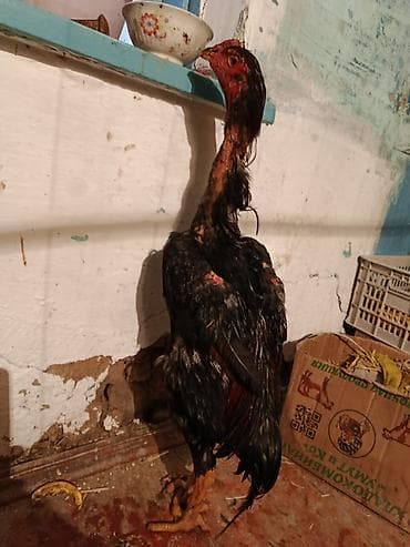 Продаю | Петух | Бойцовая | Для разведения