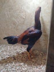 с переездом: Дакан жожо короз сатылат активный тошундо сусу бар алмашу жолдору бар — 1