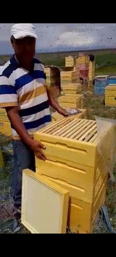 продажа домашних животных: Ульи для пчёл Преимущества ППУ ульев Пенополиуретан (ППУ) -Это — 3