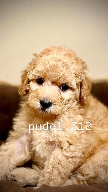 Ит кууту: Готовятся к продаже породные щенки той пуделя. С родословной! ОТКРЫТО — 6