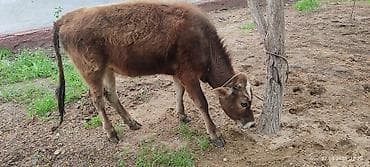 бараны цена бишкек: Продаю | Тёлка | На откорм, Для разведения, Для молока — 4