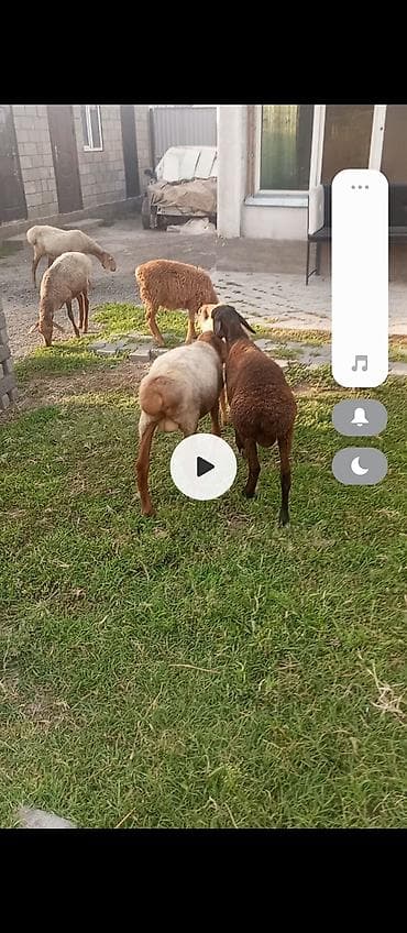 купить кролик: Продаю | Баран (самец) | На забой — 5