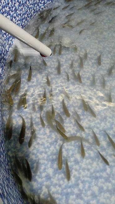 азот кислород: Мальки рыбы для зарыбления водоёмов и выращивания - Вид: карповые — 1