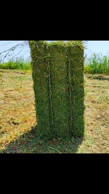 золотая шиншилла вислоухая цена: Продаются!
Продам тюки клевера, третий укос плотные и сухие! — 1