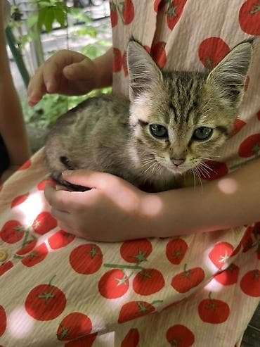 купить котенка шиншилла: Американская короткошёрстная, 2 месяца, Девочка, Шоколадный, Кастрирована, Приучена к лотку, Проглистована — 2