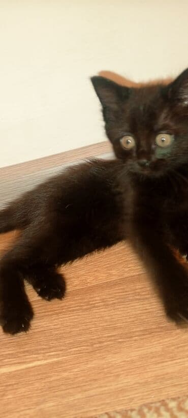 кошка домик: Срочно пожалуйста заберите котят одна веслоухая активные дружные — 6