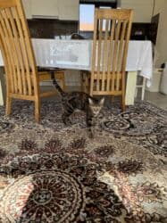 собака бульдок: Беспородная, 2 года, Девочка, Кастрирована, Приучена к лотку, Проглистована — 6