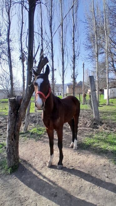 собака афчарка: Продаю | Конь (самец) | Рабочий — 4