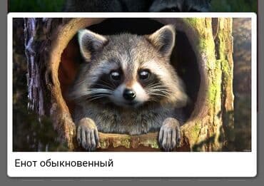 енот полоскун: Куплю ЕНОТА И экзотических животных может кто просто отдает или — 1