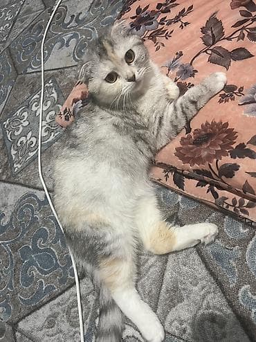 Мышыктар: Шотландская вислоухая кошка (Scottish Fold) - Окрас: серебристый — 1