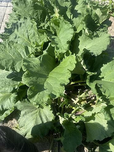 умут ко: Лопух, листья, молодые свежие в Бишкеке. Куст молодой, сажали в — 2