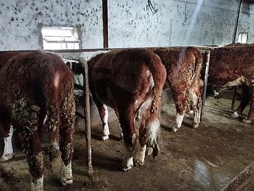 кой сой: Продаю | Тёлка | Герефорд | Для разведения | Племенные — 4