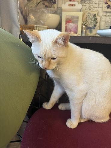 Продажа кошек: 8 месяцев, Девочка, Приучена к лотку, Проглистована — 2