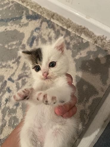 котята простые: Кошка даром: Беспородная, 2 месяца, Девочка — 2