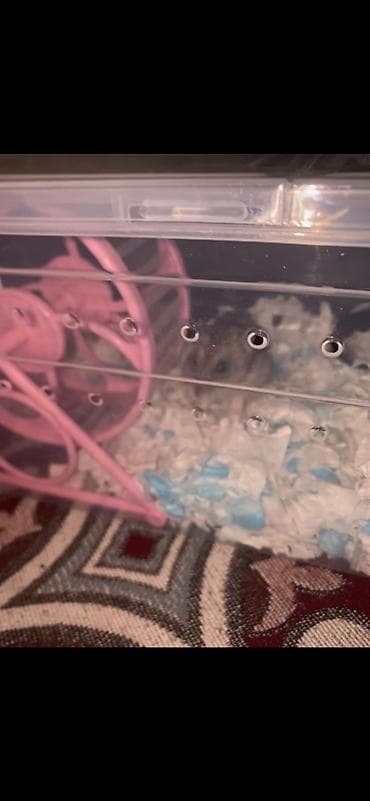 принимаю ящик: Продается хомяк жунгарик с клеткой корм,опилка,песок для купания!!! — 1