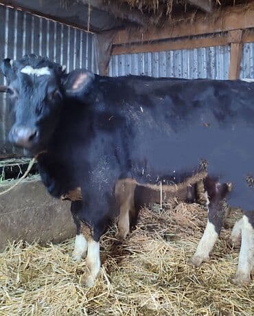 сено тюки клевер: Продаю | Тёлка | Швицкая | Для разведения | Племенные, Стельные, Нетель — 8