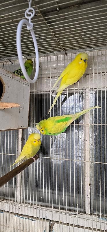 домик для птиц: Попугаи: Ожереловые (экзоты), Неразлучники и Волнистые ​Описание — 6