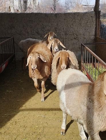 коровы доиные: Продаю | Ягненок | Полукровка, Арашан | Для разведения | Ярка — 8
