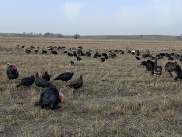 домик для кур: Продаю | Индюшка (самка), Индюшата | Черный принц, Северокавказская | На забой, Для разведения | Племенные — 19