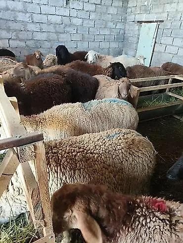 меринос кой: Продаю | Овца (самка), Баран (самец) | Меринос | На забой — 1