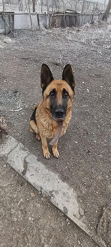 Немецкая овчарка, 4 года, Самец at lalafo.kg Немецкая овчарка, 4 года, Самец