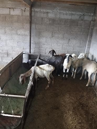 другие животные: Продаю | Овца (самка) | На забой | Матка — 1