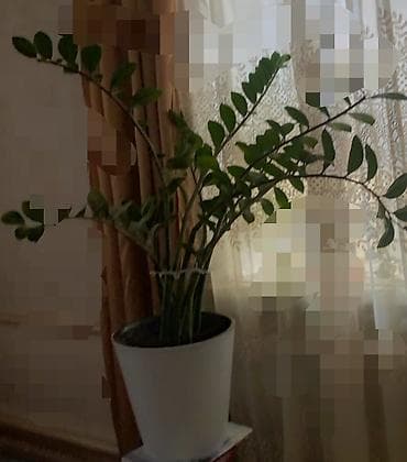 Замиокулькас (долларовое дерево) в горшке - Крупное комнатное