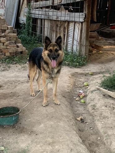 Вязка собак: Овчарка, 1 год, Самец — 1