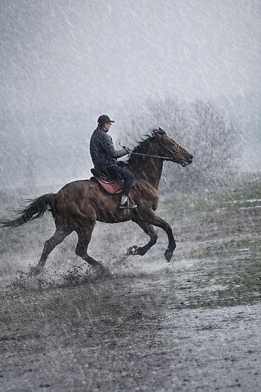 Продаю | Конь (самец) | Конный спорт at lalafo.kg Продаю | Конь (самец) | Конный спорт